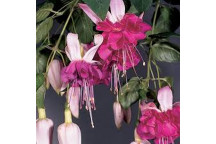 PLANT SHRUB FUCHSIA 16.5 H/B