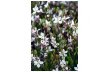 PLANT SHRUB BUTTERFLY BUSH GAURA BELLEZA EARLY WHITE 17CM