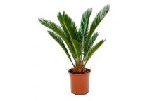 JAPANESE SAGO PALM CYCAS REVOLUTA SHRUB PLANT 15-30L