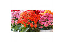 SUCCULENT CALANDIVA ASSORTED PLANT 12CM