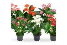 ANTHURIUM MIXED FLOWER INDOOR POT PLANT 14CM