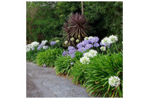 AGAPANTHUS WHITE PIXIE SHRUB 17CM