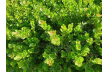 PLANT SHRUB SEARSIA RHUS CRENATA DUNE CROW BERRY 17CM POT