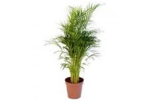 BAMBOO PALM FOLIAGE INDOOR PLANT 50L