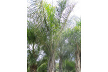PHOENIX RECLINATA WILD DATE PALM PLANT N5