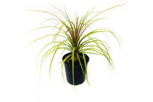 PLANT SHRUB PONY TAIL PALM BEAUCARNEA RECURVATA 19CM