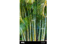 ARECA BAMBOO PALM 25L