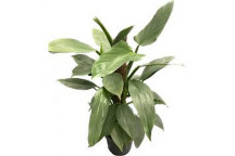 PLANT INDOOR FOLIAGE PHILODENDRON HOPE 21CM