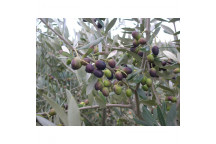 FRANTOIO OLIVE FRUIT PLANT 50L