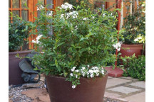 PLANT SHRUB CUPRESSUS STRICTA 43L