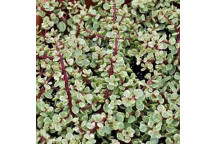 SPEKBOOM CHRISTMAS TREE (PORTULACARIA AFRA) SUCCULENT PLANT IN CERAMIC POT 12CM