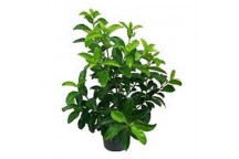 PLANT SHRUB VIBURNUM TINUS COMPACTA 9L