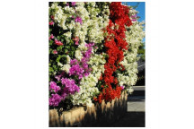 PLANT CLIMBER BOUGAINVILLEA BRILLIANT/COCONUT ICE ASSORTED 17CM (SAKKIE)