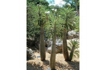 PACHYPODIUM LAMERII SUCCULENT PLANT 17CM