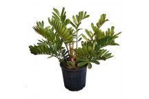 PLANT IND FOLIAGE ZAMIOCULCAS ZAMIIFOLIA (ROUND LEAF) 21CM