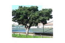 SYZIGIUM CORDATUM WATER BERRY TREE PLANT 20L