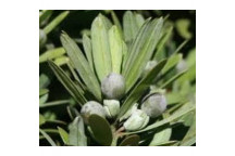 LATIFOLIUS PODOCARPUS YELLOW WOOD TREE PLANT 10L