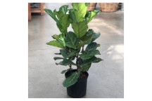PLANT INDOOR FOLIAGE FIDDLE LEAF FIG FICUS LYRATA (3pp) 35cm