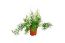 ASPARAGUS MAZEPPA FERN SHRUB PLANT 17CM