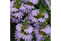 PLANT GROUND COVER STACHYS LAMBS EAR 17CM