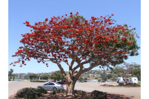 WATER OAK TREE QUERCUS NIGRA 20L