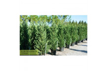 CUPRESSUS LEYLANDII TREE PLANT 43CM