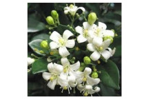 MURRAYA EXOTICA ORANGE MOCK SHRUB PLANT 17CM