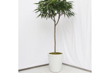 PLANT IND FOLIAGE FICUS BINNENDIJKII ALII STD 9L