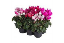 CYCLAMEN LVG FLOWERING INDOOR PLANT 14CM