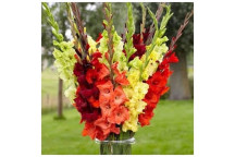 HYACINTHS BLUE AND WHITE BULB FLOWER PLANT 5PACK