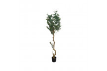 OLIVE ARTIFICIAL TREE 1.8M