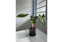 PLANT INDOOR FOLIAGE ELEPHANTS EAR ALOCASIA STINGRAY 25CM (SAKKIE)