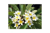 PLUMERIA FRANGIPANI ASSORTED SHRUB PLANT 25L
