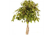 PLANT INDOOR FOLIAGE FICUS HAWAII 20L LOLLY