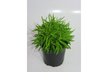 PLANT INDOOR FOLIAGE PILEA PEPEROMOIDES 12CM