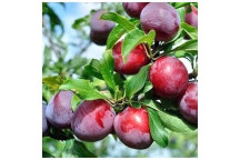 ASSOTED PLUM FRUIT PLANT 20L