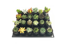 SUCCULENT TRAY 6-PACK 7.5CM POT