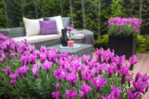 PLANT HERB LAVANDULA PEDUNCULATA THE PRINCESS 17CM