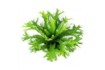PLANT OUTD FLOWER AESCHYANTHUS BLACK PAGODA (LIPSTICK VINE)16CM H/B