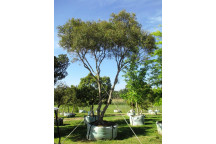 OLEA EUROPEA SUBSP. AFRICANA WILD OLIVE TREE 20L