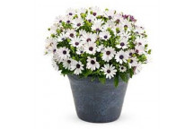 PLANT  SHRUB BUTTERFLY BUSH GAURA BELLEZA DARK PINK 17CM