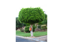 BONSAI FICUS BURTT-DAVYI TREE PLANT IN BLACK BAG