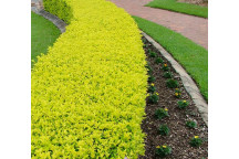 PLANT SHRUB FORGET-ME-NOT DURANTA NONNAS GOLD 21-22CM