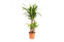 BEAUCARNEA RECURVATA PONYTAIL SHRUB PLANT 25L