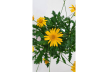 ASSORTED PLANT COLOUR FLOWERPOTS 15-17CM