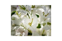 PLANT CLIMBER BOUGAINVILLEA ASSORTED 9L