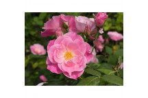PLANT SHRUB ROSE ICEBERG BUSH 23CM