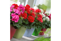 PLANT FLOWER RANKMALVA PELARGONIUM ANGEL FAY 15CM
