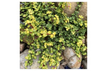 PLANT SUCCULENT SPEKBOOM PORTULACARIA AFRA AUREA 17CM