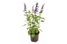 PLANT SHRUB SALVIA PLUM CRAZY 17CM